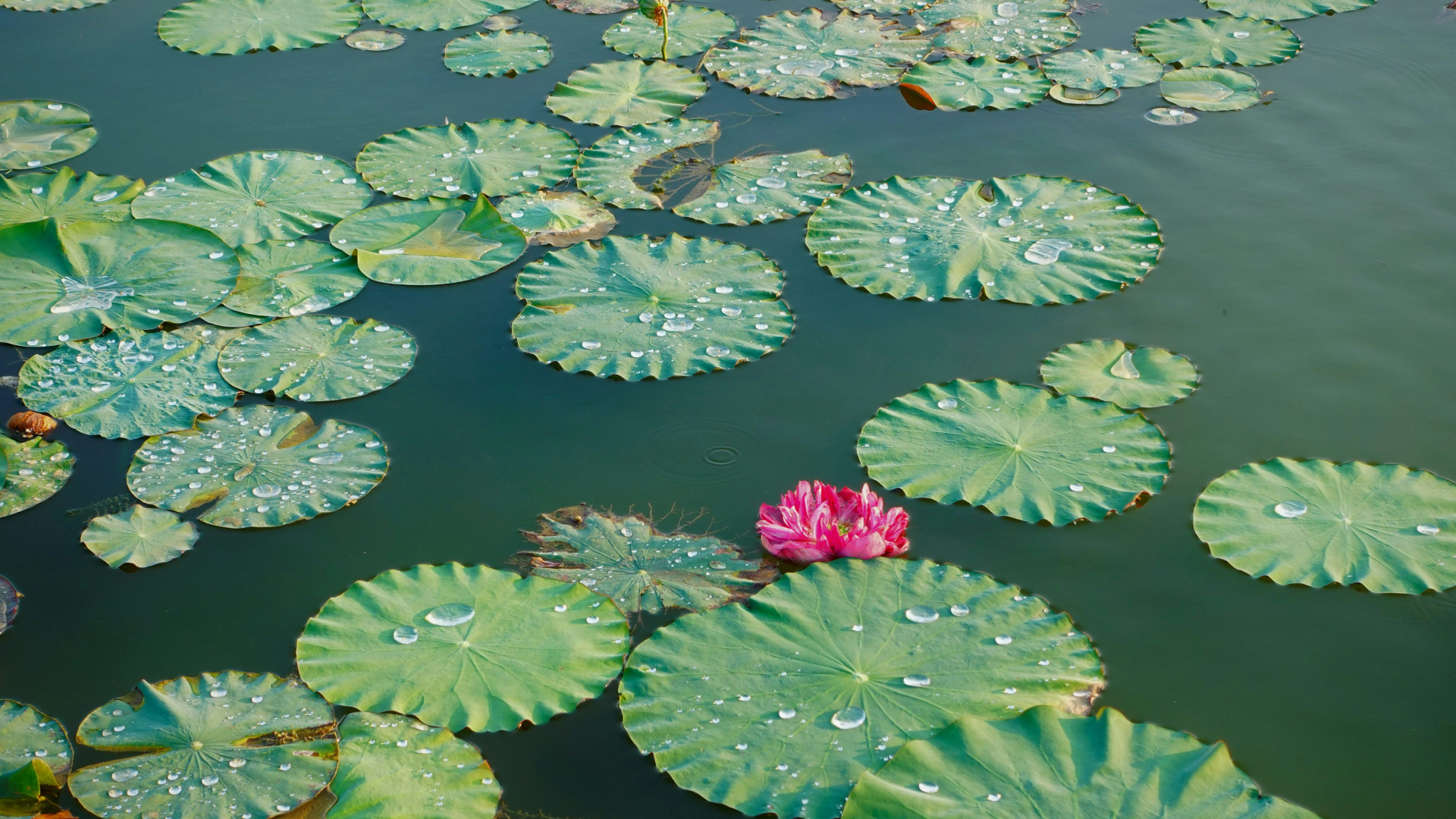 蓮の葉が水に浮かんでいる背景写真
